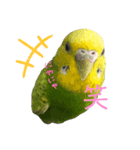 セキセイインコのすたんぷ（個別スタンプ：8）