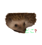 ハリネズミの大福 写真スタンプ（個別スタンプ：7）