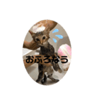 うにのあ2（個別スタンプ：3）