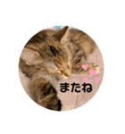 うにのあ2（個別スタンプ：17）