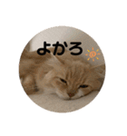 うにのあ2（個別スタンプ：19）