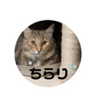うにのあ2（個別スタンプ：20）