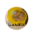うにのあ2（個別スタンプ：21）