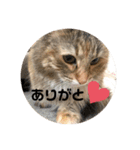 うにのあ2（個別スタンプ：25）
