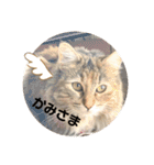 うにのあ2（個別スタンプ：30）