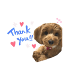 愛犬ベル❤︎（個別スタンプ：1）