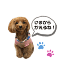 愛犬ベル❤︎（個別スタンプ：2）