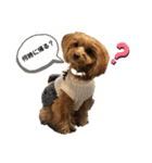 愛犬ベル❤︎（個別スタンプ：3）