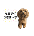 愛犬ベル❤︎（個別スタンプ：4）