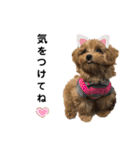 愛犬ベル❤︎（個別スタンプ：5）