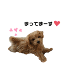 愛犬ベル❤︎（個別スタンプ：6）