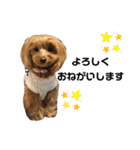 愛犬ベル❤︎（個別スタンプ：7）