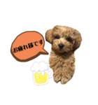 愛犬ベル❤︎（個別スタンプ：8）