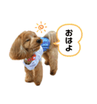 愛犬ベル❤︎（個別スタンプ：9）