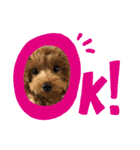 愛犬ベル❤︎（個別スタンプ：11）