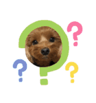 愛犬ベル❤︎（個別スタンプ：13）