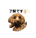 愛犬ベル❤︎（個別スタンプ：14）