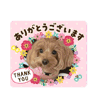 愛犬ベル❤︎（個別スタンプ：15）