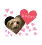 愛犬ベル❤︎（個別スタンプ：16）