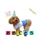 愛犬ベル❤︎（個別スタンプ：17）