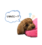 愛犬ベル❤︎（個別スタンプ：18）