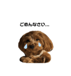 愛犬ベル❤︎（個別スタンプ：19）