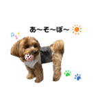 愛犬ベル❤︎（個別スタンプ：20）
