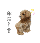 愛犬ベル❤︎（個別スタンプ：21）