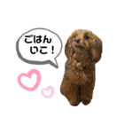 愛犬ベル❤︎（個別スタンプ：22）