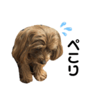 愛犬ベル❤︎（個別スタンプ：23）