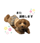 愛犬ベル❤︎（個別スタンプ：24）