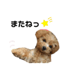 愛犬ベル❤︎（個別スタンプ：26）