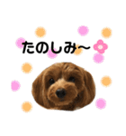 愛犬ベル❤︎（個別スタンプ：27）