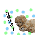 愛犬ベル❤︎（個別スタンプ：28）