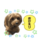 愛犬ベル❤︎（個別スタンプ：30）