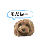 愛犬ベル❤︎（個別スタンプ：31）