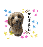 愛犬ベル❤︎（個別スタンプ：32）