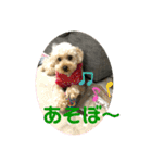 トイプー ♡ひなこ♡（個別スタンプ：4）