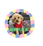 トイプー ♡ひなこ♡（個別スタンプ：7）