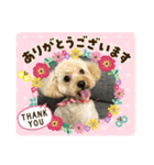 トイプー ♡ひなこ♡（個別スタンプ：8）