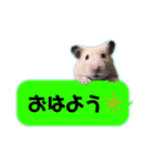吹き出しどんべぇ（個別スタンプ：1）