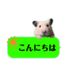 吹き出しどんべぇ（個別スタンプ：2）