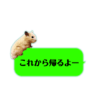 吹き出しどんべぇ（個別スタンプ：13）