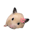 吹き出しどんべぇ（個別スタンプ：24）