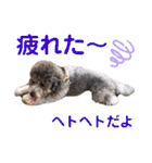 じろくんちゃん（個別スタンプ：11）