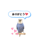 セキセイインコ ピピ（個別スタンプ：1）