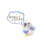 セキセイインコ ピピ（個別スタンプ：2）