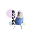 セキセイインコ ピピ（個別スタンプ：3）