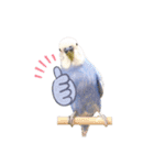 セキセイインコ ピピ（個別スタンプ：4）
