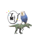 セキセイインコ ピピ（個別スタンプ：5）